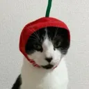 pepitto