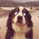 katzci