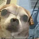 apossum_j