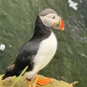 darrentse