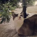 kitty_cha_cha