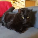 cosmocat19