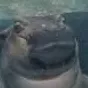 brothanero