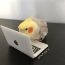 Discord Avatar