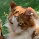 3siamesecats