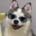 dagwummy