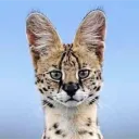 andy_cat