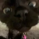 bolsbi