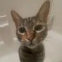daxz_