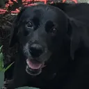 henrykota