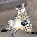 furball3833