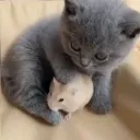 hamsternamedhamilton3977