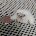 last_faith#2007's avatar