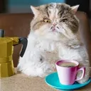coffeeaddictcat2759