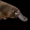 platycladus