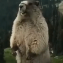 avatar Exotic Gopher Trapper