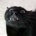 felixamazoncat