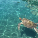 avatar Taiga 🧚🏻