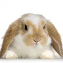 computerbunnymath123