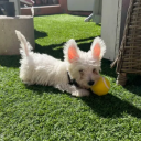 lucas_play12