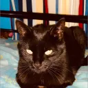 mucuspatty
