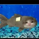fishbuttercat avatar