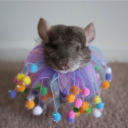 avatar Brads wife faith