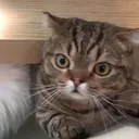 mynameislulucatso5588