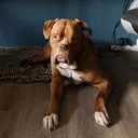 doggestitch