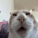 hlpdev