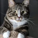 marginis