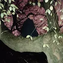 mikezapawa