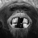 danhuilla avatar