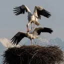 highlandstork