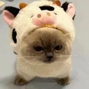 fluffy.