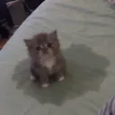 fluffy.