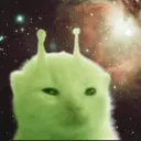 hakim_meow