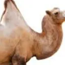 alemaun_