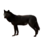 cpuwolf