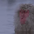 ninjamacaque