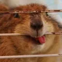 cheebie