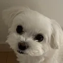 koharu_ringo