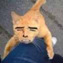 gato.98 avatar