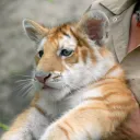 orangekitty888