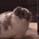 avatar eclius beclius