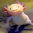 asteriabasti