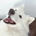 dog_the_dog