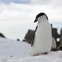 aq_penguin