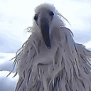 avatar verdant the fool