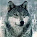 insomnium_wolf avatar